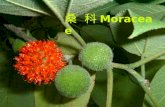 桑    科 Moraceae