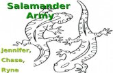 Salamander  Army
