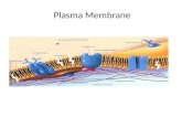 Plasma  Membrane