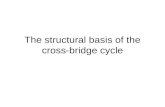 The structural basis of the cross-bridge cycle