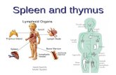 Spleen and thymus