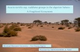 Acacia tortilis  ssp . raddiana  groups in the algerian Sahara :  A Fragilized Ecosystem