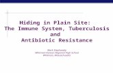 Hiding in Plain Site:  The Immune System, Tuberculosis and  Antibiotic Resistance Mark Stephansky