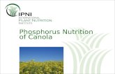 Phosphorus Nutrition of Canola