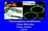 Thiomargarita namibiensis:  Giant Microbe