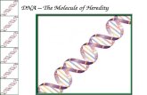 DNA – The Molecule of Heredity
