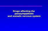 Drugs affecting the  parasympathetic and somatic nervous system