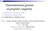 Determinismul genetic        al grupelor sang v ine