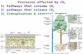 Processes affected by CO 2 1) Pathways that consume CO 2 2) pathways that release CO 2