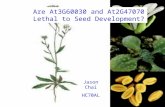 Are At3G60030 and At2G47070 Lethal to Seed Development?