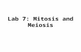 Lab 7: Mitosis and Meiosis