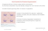 V13 Control of Gene Expression