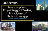 Anatomy and Physiology of Veins; Principles of Sclerotherapy Gerant Rivera-Sanfeliz,MD