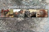 Genetics – Life’s Blueprint