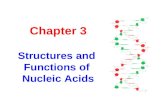 Chapter 3 Structures and  Functions of  Nucleic Acids