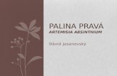 Palina prav Artemisia absinthium