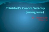 Trinidad’s Caroni Swamp (mangrove)