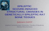 EPILEPTIC  SEIZURE-INDUCED STRUCTURAL CHANGES IN GENETICALLY EPILEPTIC RAT BONE TISSUES