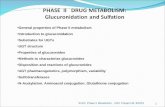 PHASE  II   DRUG METABOLISM:   Glucuronidation  and  Sulfation