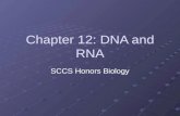 Chapter 12: DNA and RNA