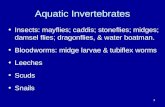 Aquatic Invertebrates