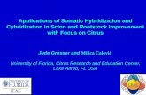 Somatic Hybridization – Scion Improvement - building high quality tetraploid breeding parents