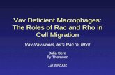 Vav Deficient Macrophages: The Roles of Rac and Rho in Cell Migration