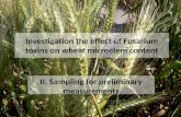 Investigation the effect of Fusarium toxins on wheat microelem content