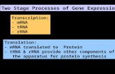 Two Stage Processes of Gene Expression