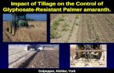 Impact of Tillage on the Control of Glyphosate-Resistant Palmer amaranth.