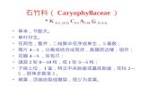 石竹科（ Caryophyllaceae ） *  K  4-5,  (4-5)  C 4-5  A 5-10 G   (5-2:1)