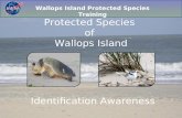 Protected Species  of  Wallops Island