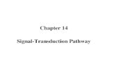 Chapter 14 Signal-Transduction Pathway