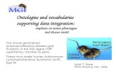 Ontologies and vocabularies  supporting data integration: emphasis on mouse phenotypes