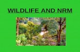 WILDLIFE AND NRM