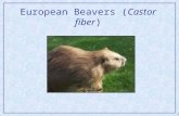 European Beavers ( Castor fiber )