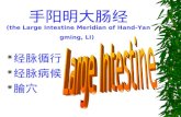 手阳明大肠经 (the Large Intestine Meridian of Hand-Yangming, LI)