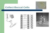 Collect Buccal Cells