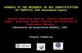 APROACH TO THE RESEARCH IN SEX  IDENTIFICATION  IN TROPICAL GAR  Atractosteus tropicus