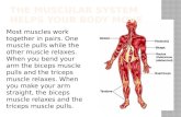 The Muscular System Helps Your Body Move