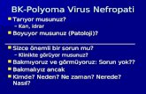 BK- Polyoma Virus Nefropati
