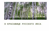 О Красавице Русского леса