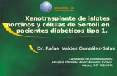 Xenotrasplante de islotes porcinos y células de Sertoli en pacientes diabéticos tipo 1.