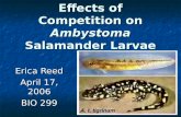 Effects of Competition on  Ambystoma  Salamander Larvae