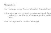 Metabolism Harvesting energy from molecules (catabolism)