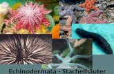 Echinodermata  - Stachelhäuter