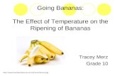 Going Bananas: The Effect of Temperature on the Ripening of Bananas