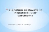 Signaling pathways in hepatocellular carcinoma