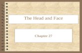 The Head and Face