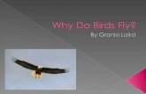 Why Do Birds Fly?